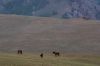 Mongolian Horses, Gorkhi Terelj National Park
