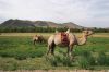 Camels, Gorkhi Terelj National Park