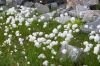 Artic Flowers - Porsanger Fiord, Norway